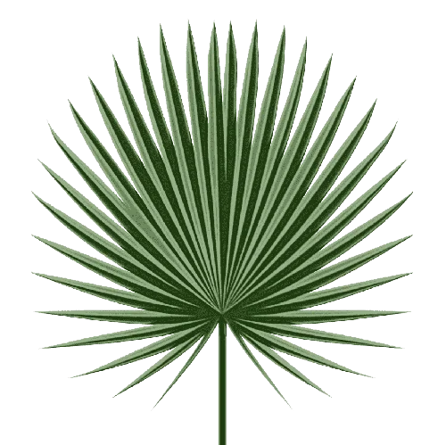 Saw Palmetto