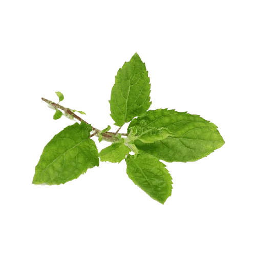 Tulsi